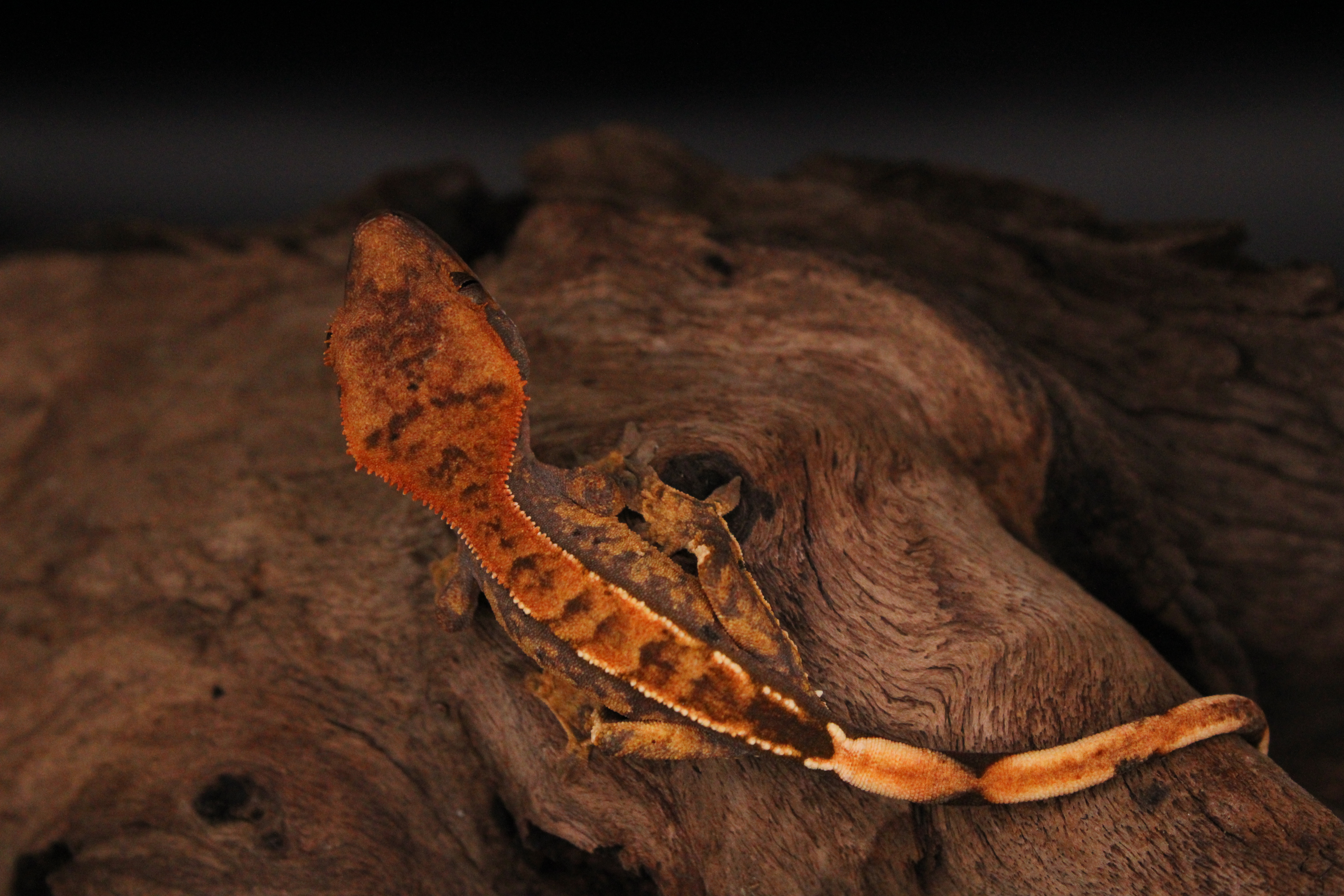 Crested gecko genetic research by Geckistry in Texas