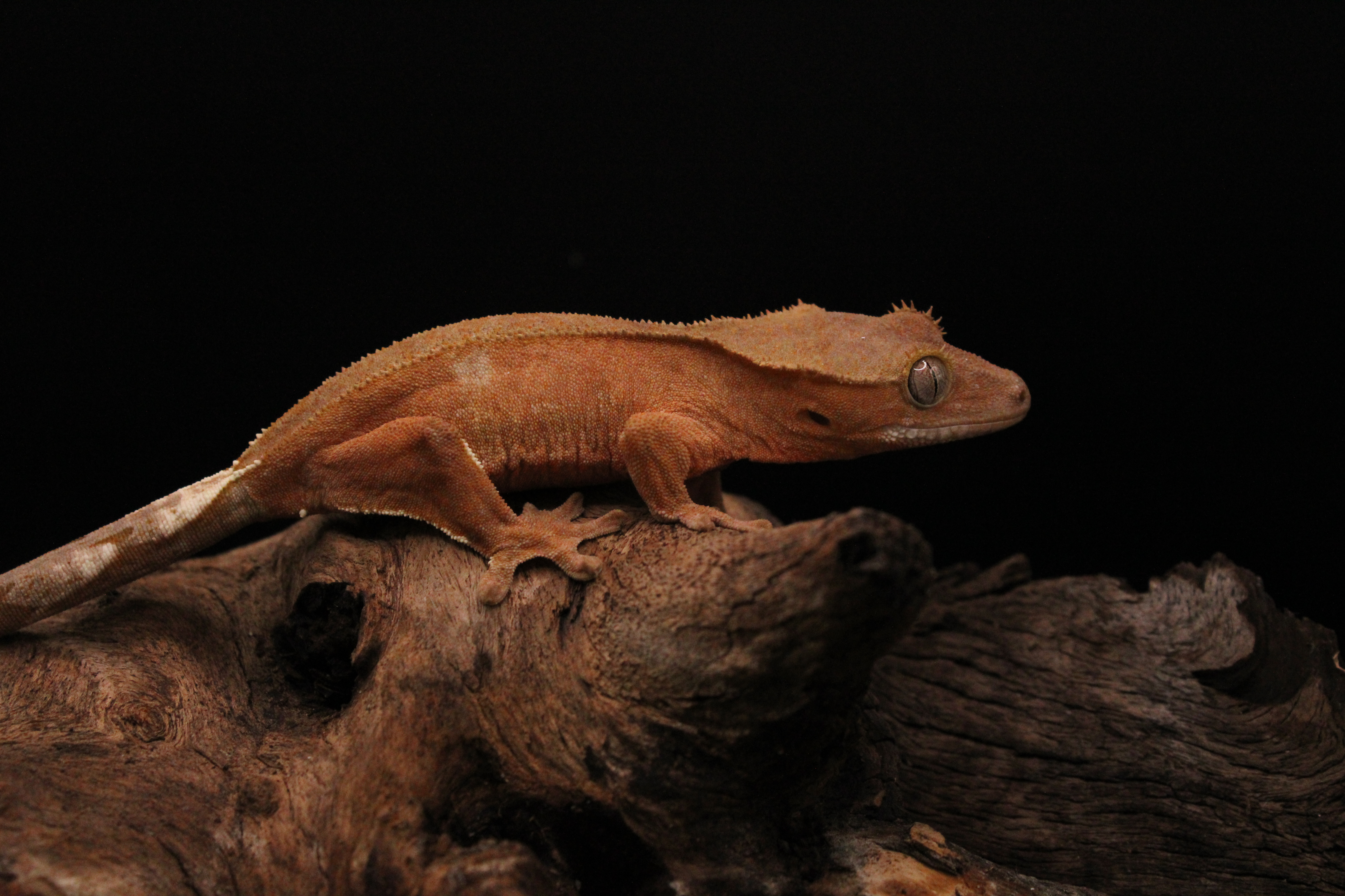 Crested gecko named Espresso from Texas-based breeder Geckistry