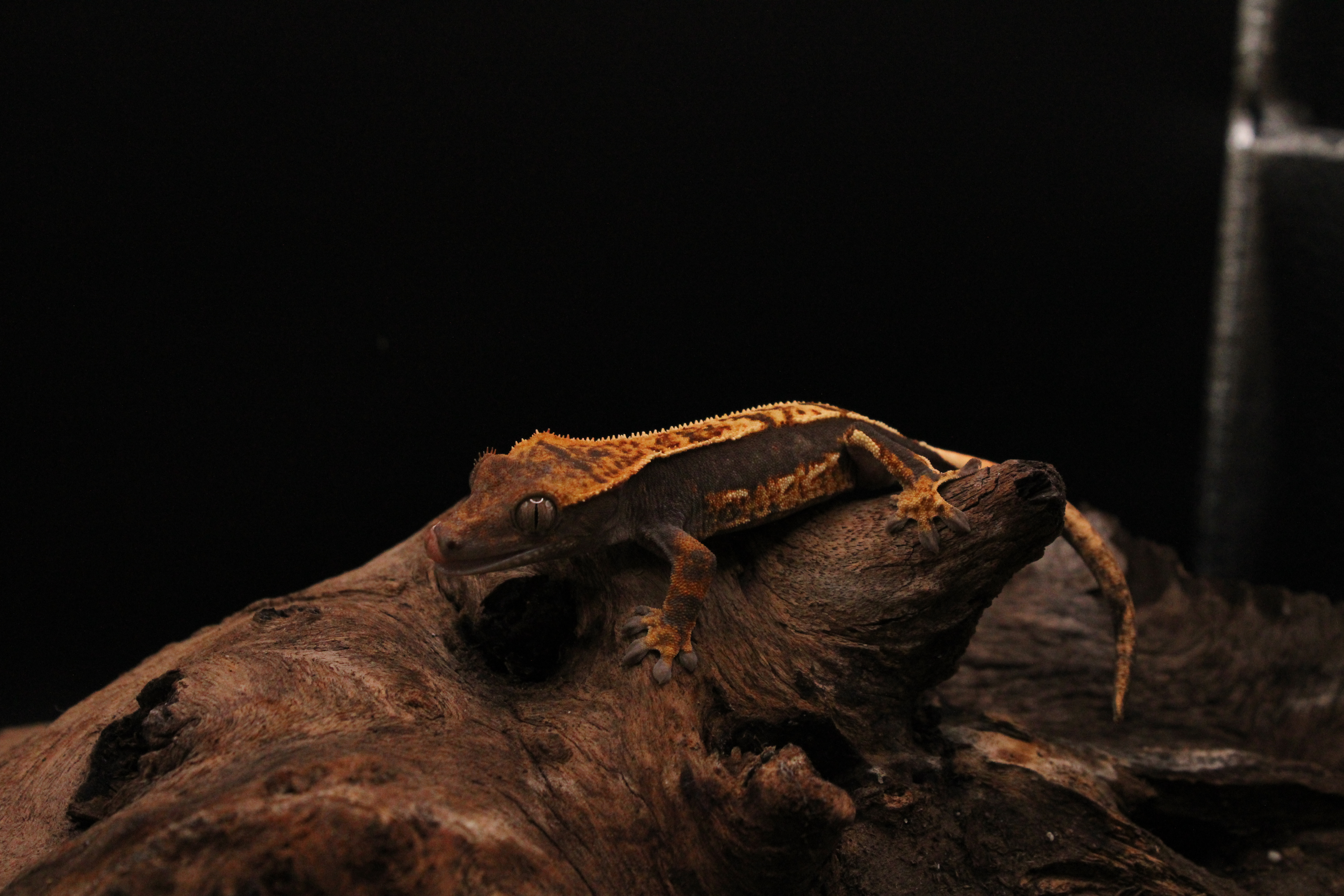 Example 1: Brown-Based Harlequin Partial Quadstripe