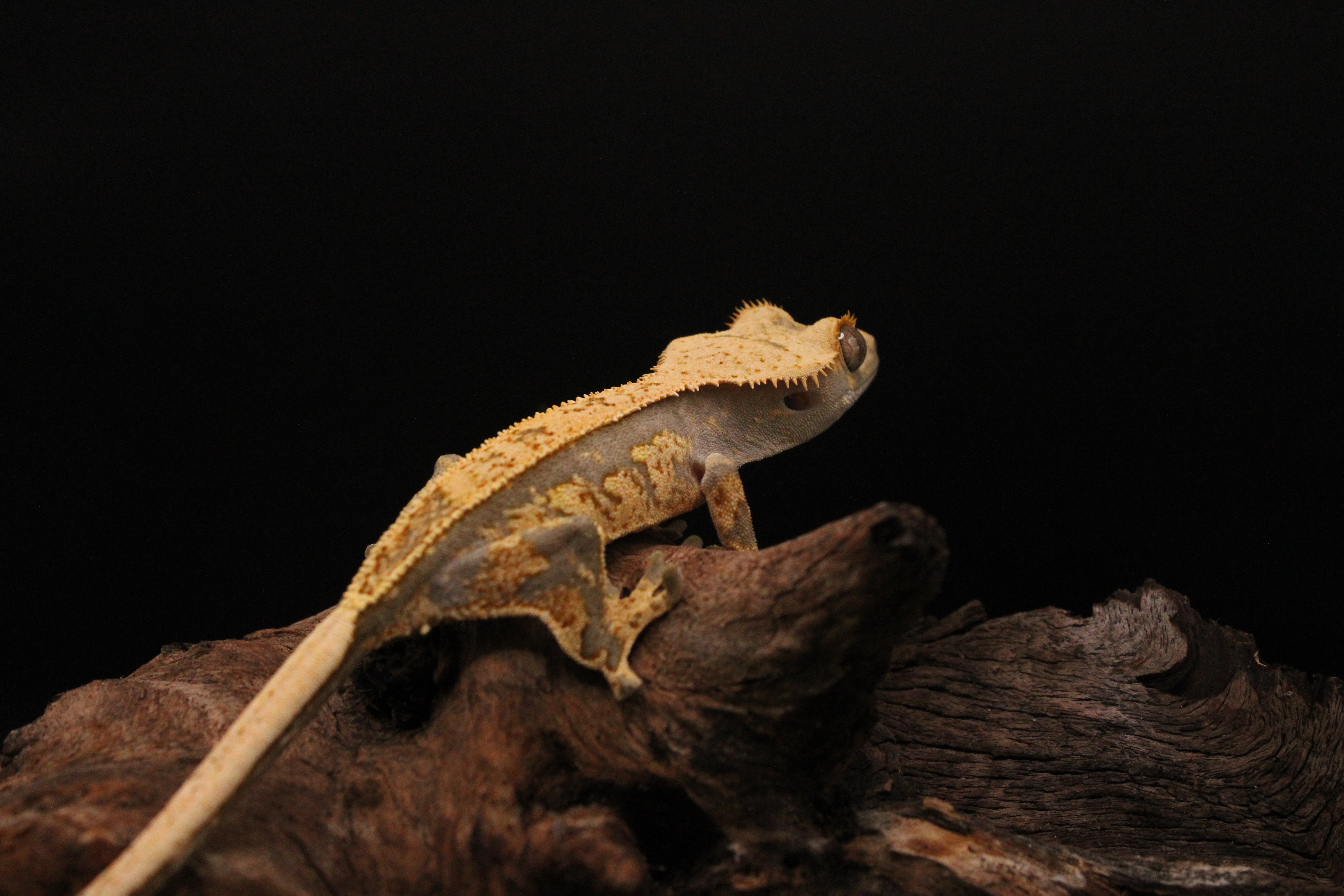 Americano, a brown-based yellow harlequin gecko