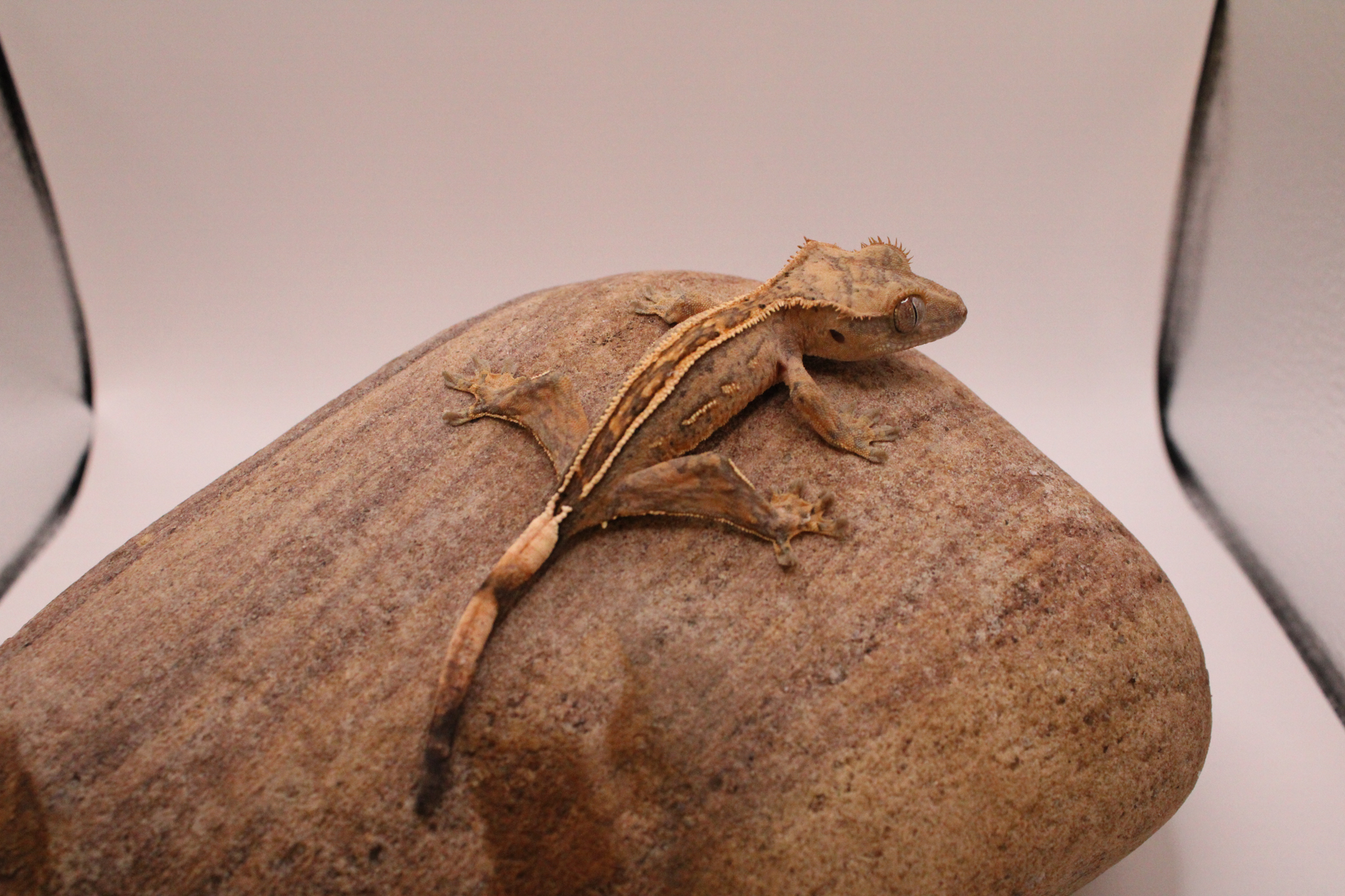 Buckskin gecko with super stripe dorsal expansion example