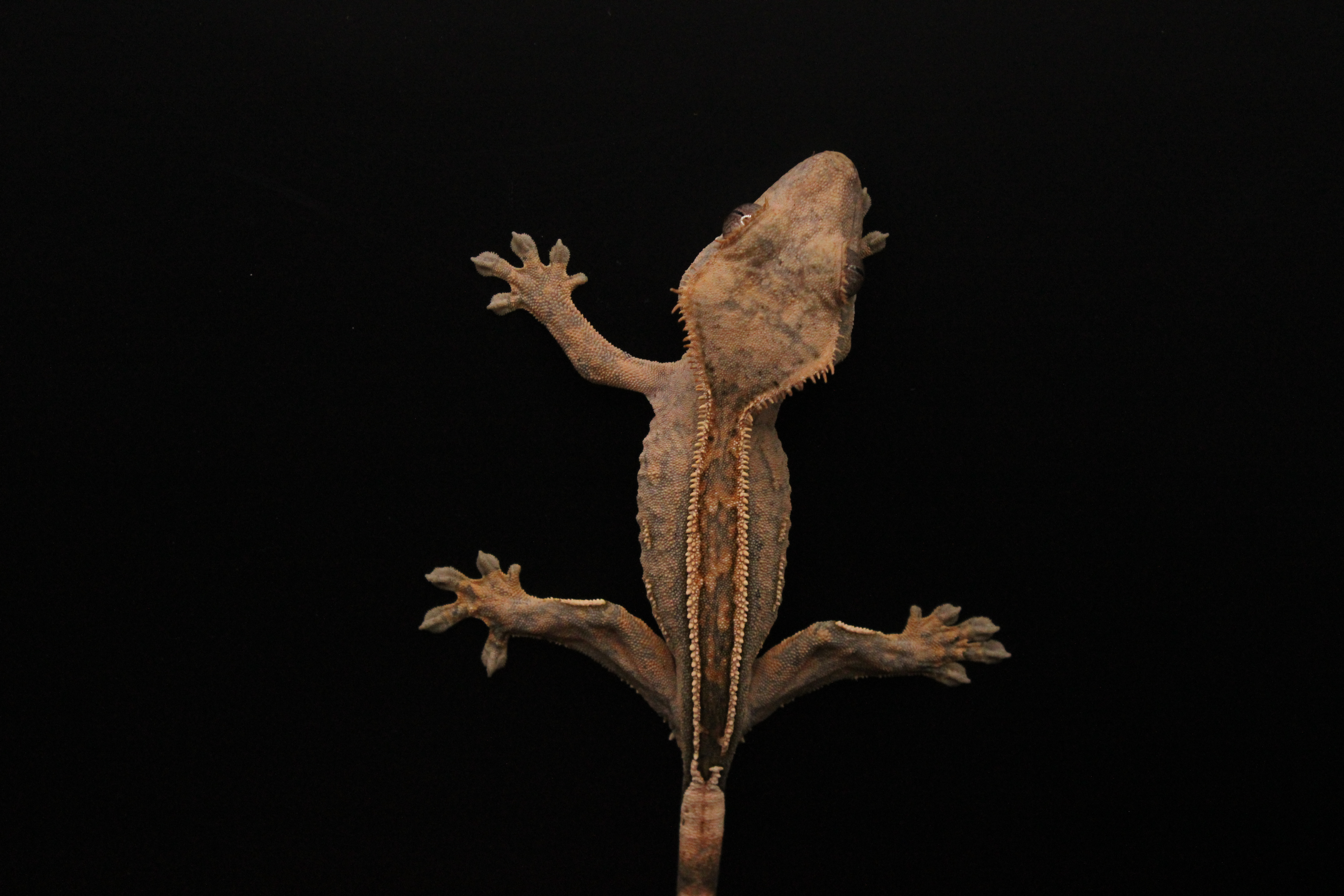 Buckskin gecko side view showing super stripe and pinstripe coverage