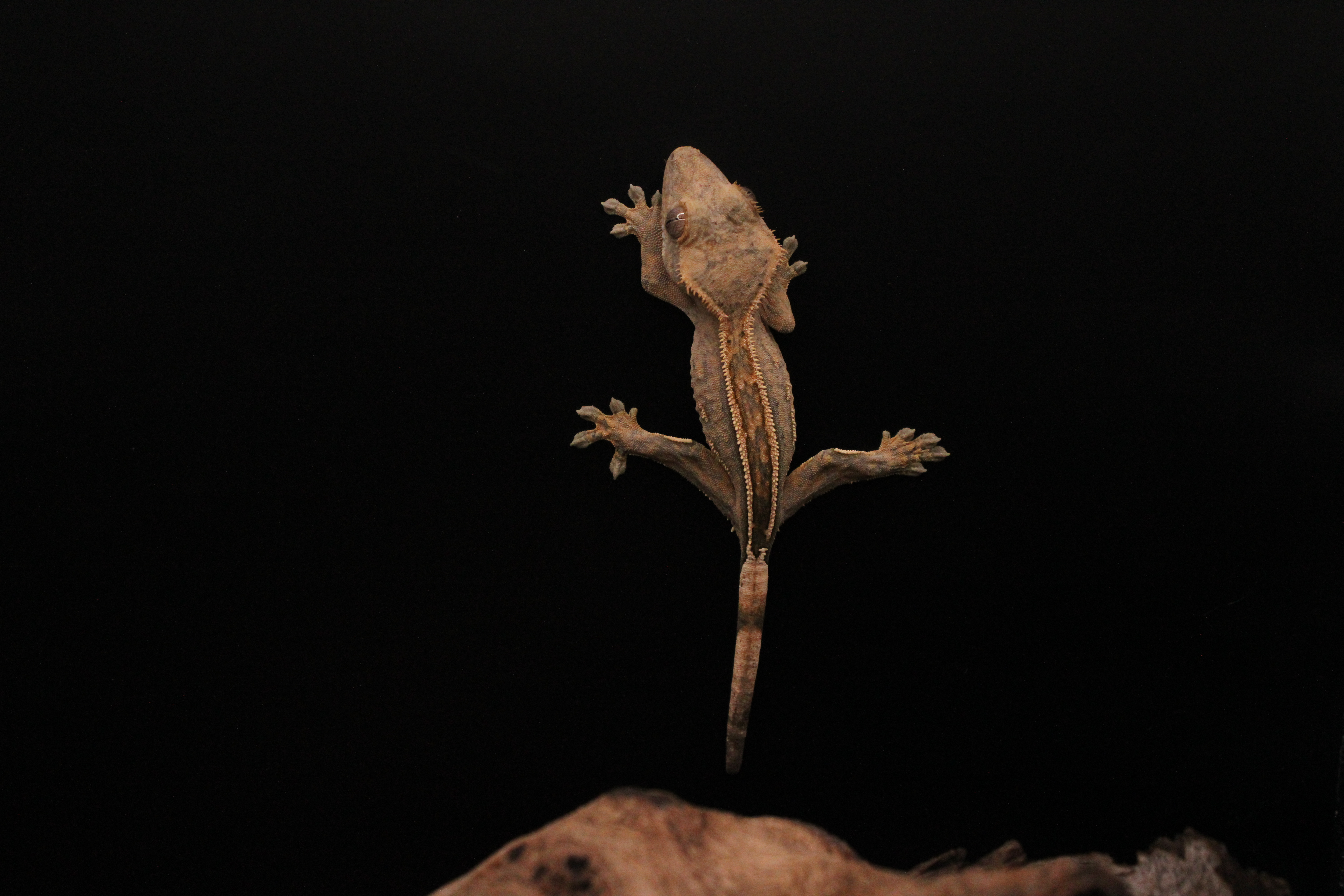 Buckskin partial quadstripe super stripe gecko example