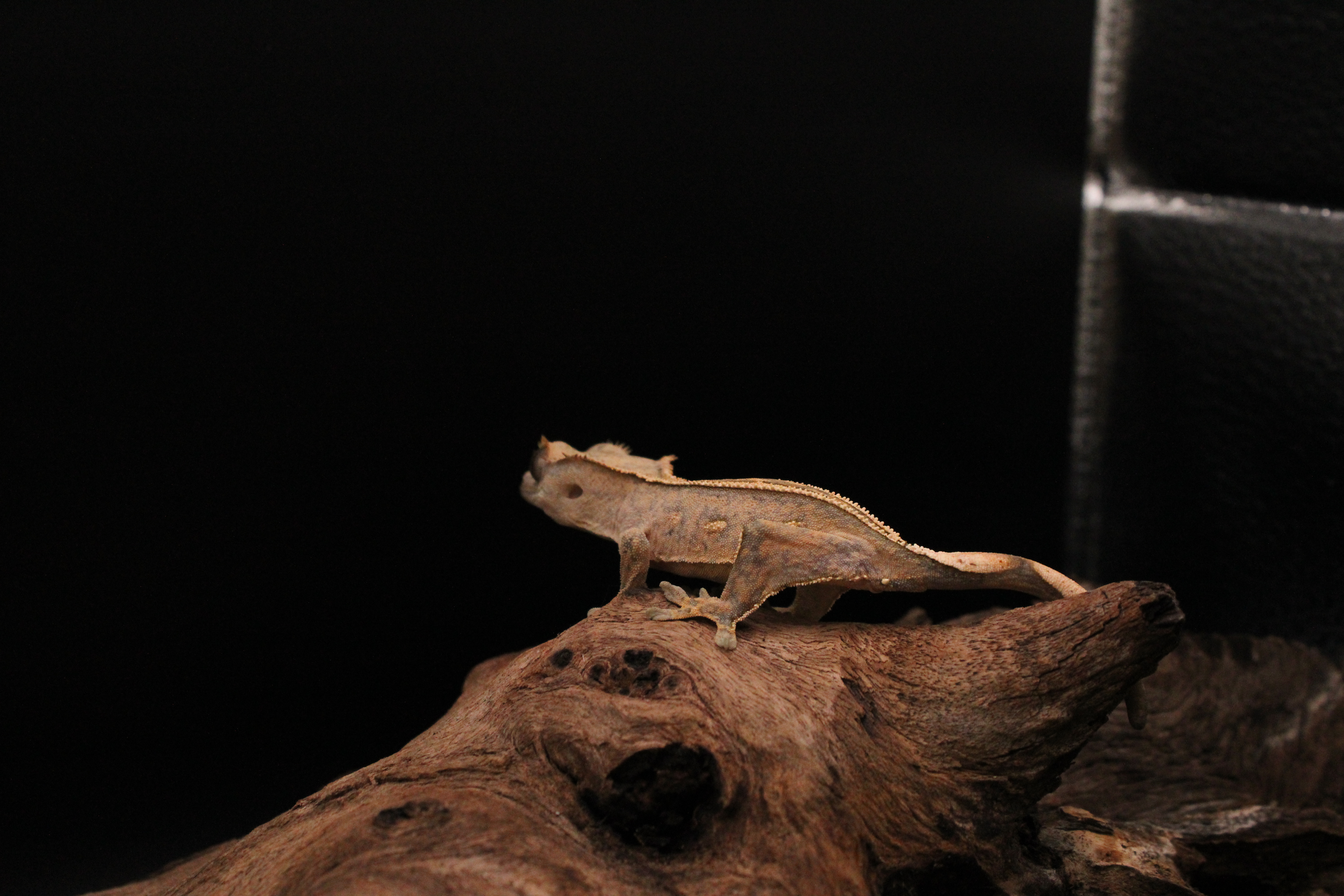 Buckskin partial quadstripe gecko with lateral dashed striping