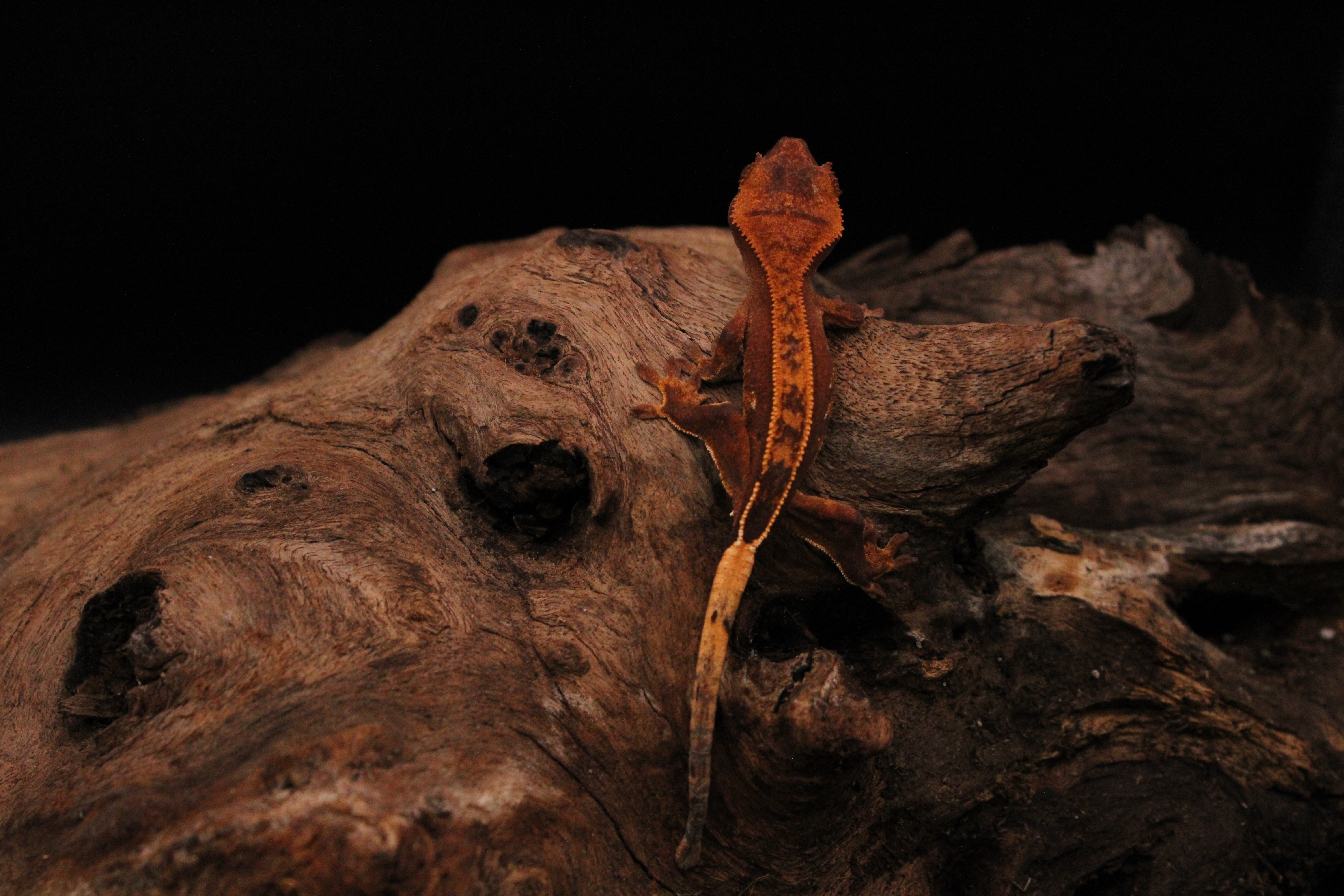Example 3: Dunkin, a red-based partial pinstripe crested gecko
