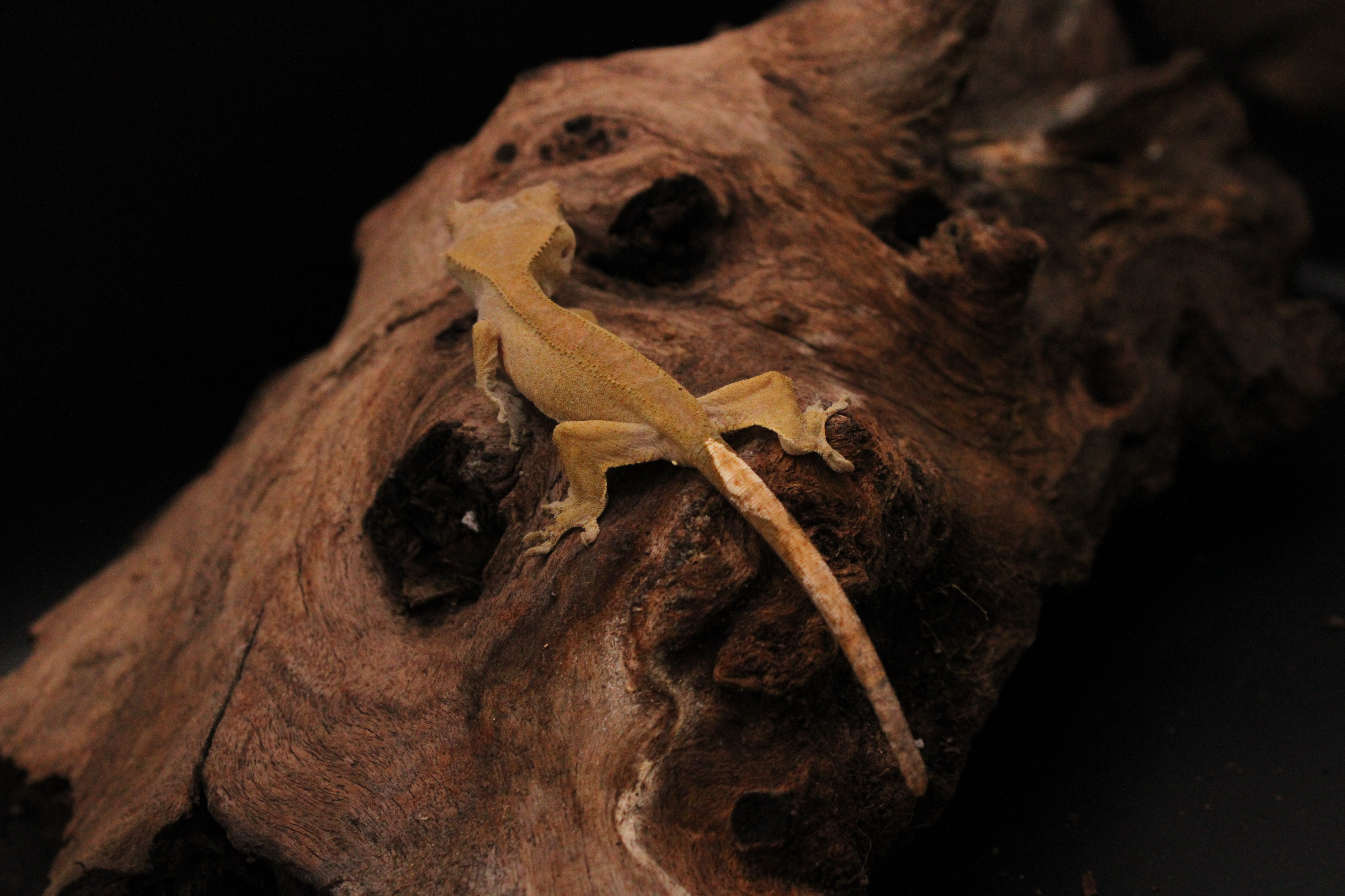 Example 4: Vanilla Bean, a buckskin gecko with no pinstripe