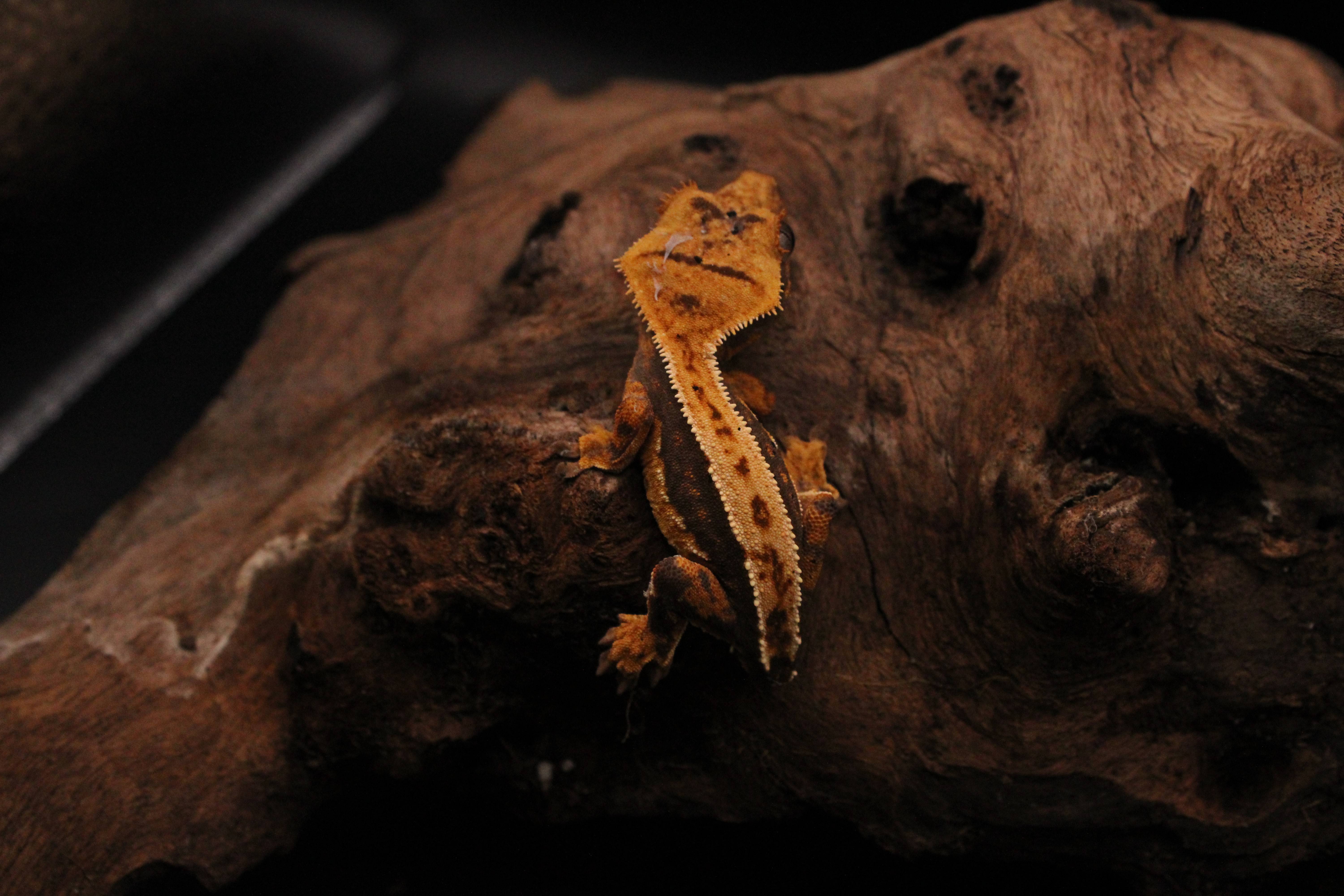 Buckskin gecko with standard dorsal pinstripe example
