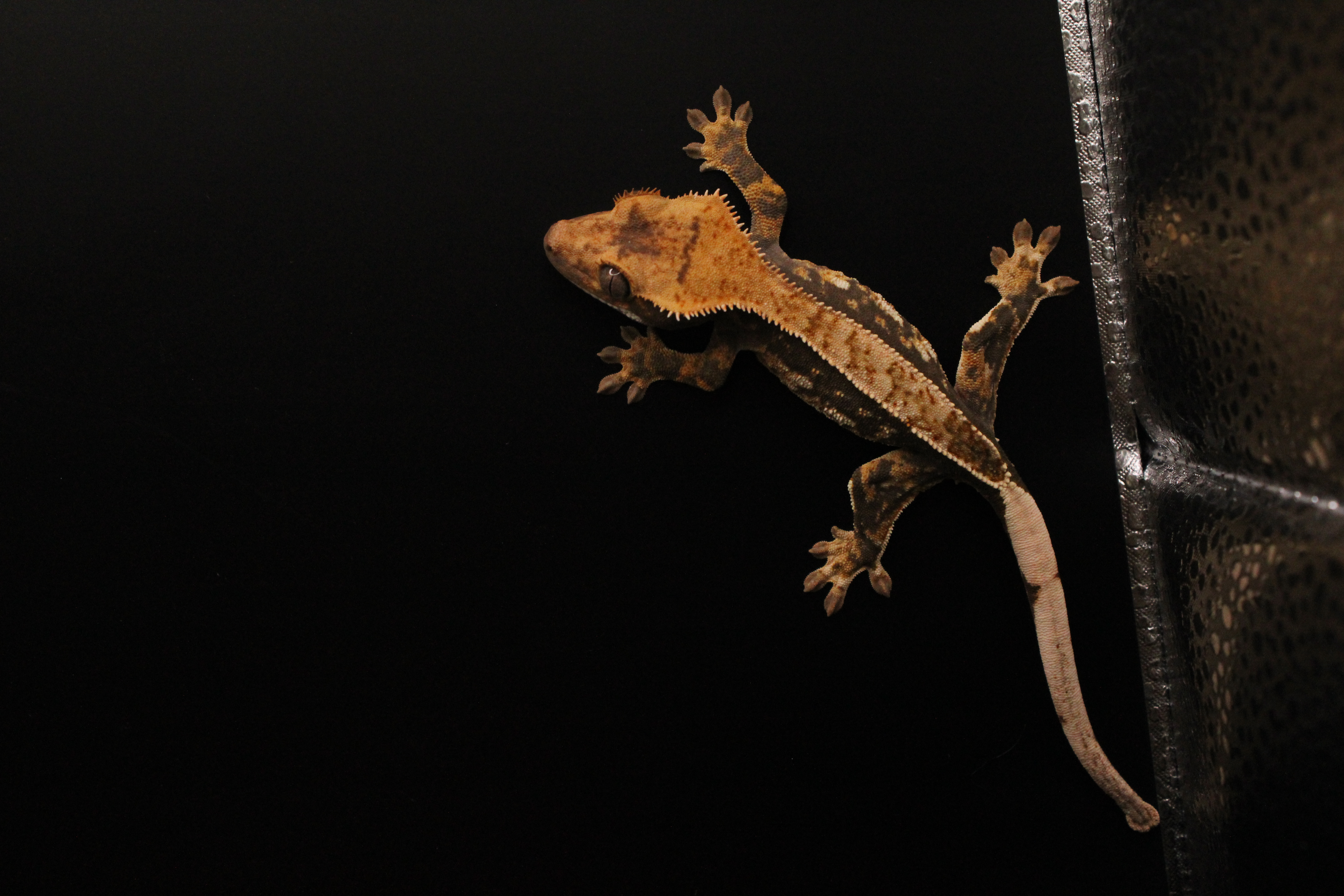 Crested Gecko Morph Guide - visual and genetic traits explained
